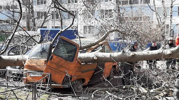 Поваленное ветром дерево раздавило микроавтобус во дворе на Вавиловых - piter.tv - Санкт-Петербург