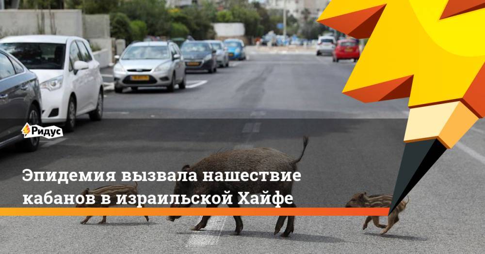 Эпидемия вызвала нашествие кабанов в израильской Хайфе - ridus.ru