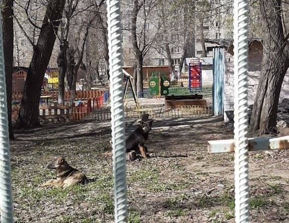 В Челябинске заведующую наказали за стаю бродячих собак на территории детсада - znak.com - Челябинск - район Калининский