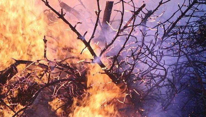 В Бурятии потушили пять лесных пожаров - vesti.ru - респ.Бурятия - район Эвенкийский