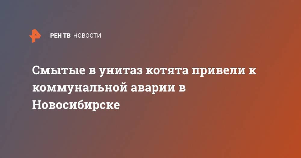Смытые в унитаз котята привели к коммунальной аварии в Новосибирске - ren.tv - Новосибирск