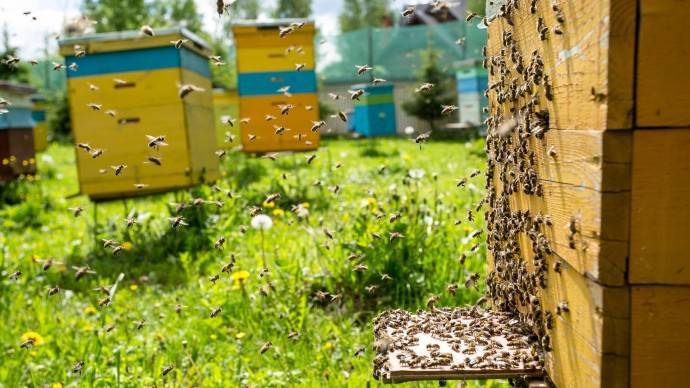 «Аптекарский огород» проведет онлайн-семинары по пчеловодству - parkseason.ru