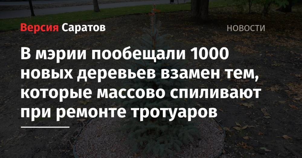В мэрии пообещали 1000 новых деревьев взамен тем, которые массово спиливают при ремонте тротуаров - nversia.ru - Саратов - Саратова