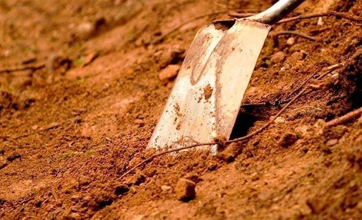 Сажать деревья, убирать ветки, обустраивать мемориал. Чем займутся на субботнике представители гомельских исполкомов? «Сильные новости» узнали - gomel.today