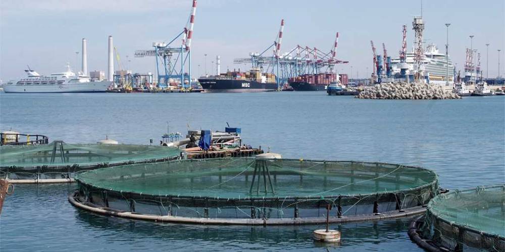Рыба становится все более опасной для употребления - detaly.co.il