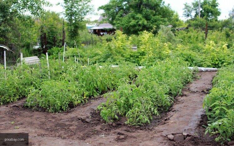 Глеб Никитин - Жителям Нижегородской области объяснили правильный порядок поездок на дачу - nation-news.ru - Нижегородская обл.