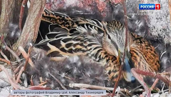 В Выборгском замке поселилась утка с семейством - vesti.ru - Санкт-Петербург