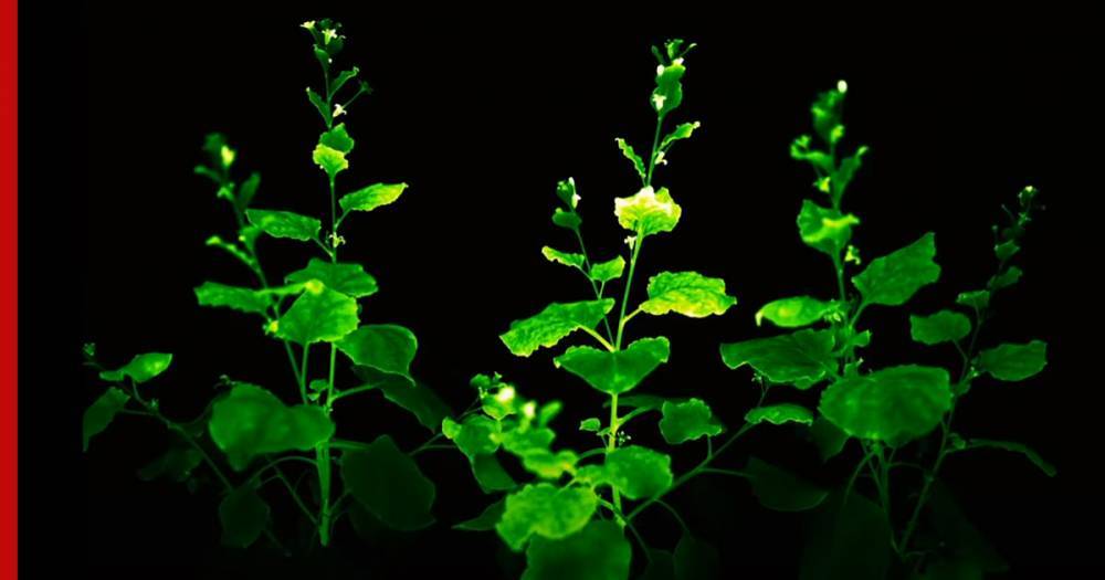 В «Сколково» разработали светящиеся растения - profile.ru - Сколково