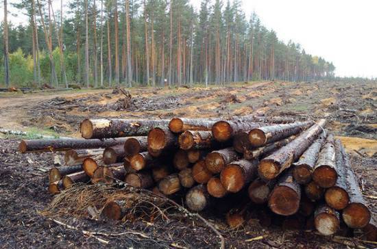Депутат предложил серьёзно увеличить штрафы за отказ проводить лесовосстановление - pnp.ru - Россия
