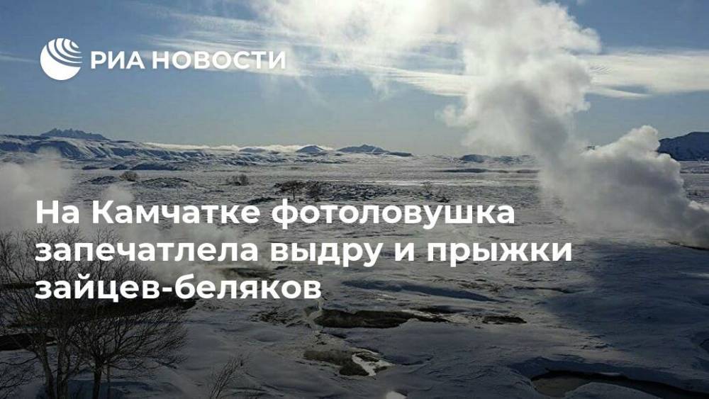 На Камчатке фотоловушка запечатлела выдру и прыжки зайцев-беляков - ria.ru - Москва