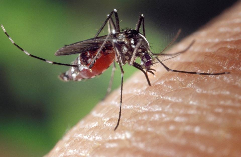 Ученые выяснили, могут ли комары быть переносчиками коронавируса - vm.ru - Россия - Китай