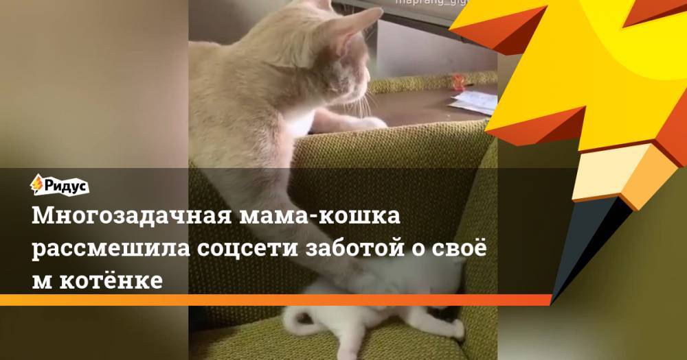 Юлий Цезарь - Многозадачная мама-кошка рассмешила соцсети заботой освоём котёнке - ridus.ru