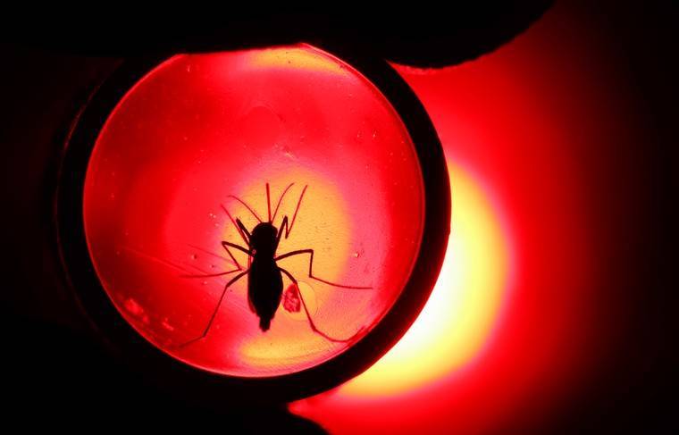 Учёные рассказали, могут ли комары быть переносчиками COVID-19 - news.ru - Польша