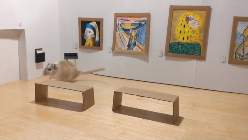 Ван Гог - Сотрудники лондонского музея сняли на видео художественную галерею для грызунов - vm.ru - Лондон
