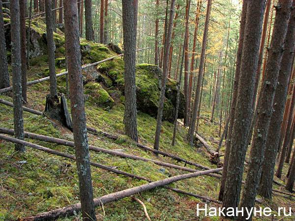 На Среднем Урале семья из пяти человек ушла жить в лес, чтобы спастись от коронавируса - nakanune.ru - Свердловская обл.