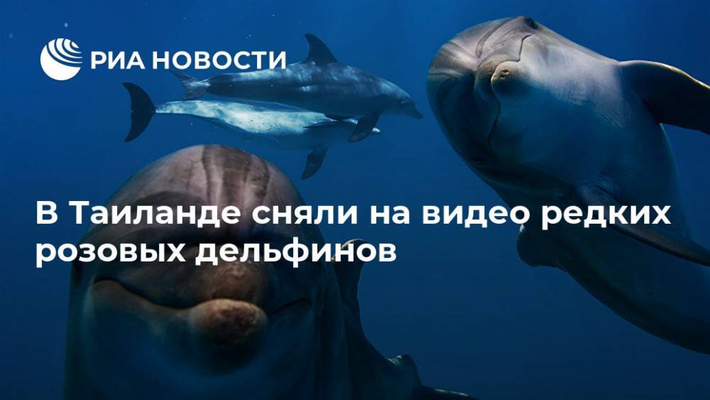 В Таиланде сняли на видео редких розовых дельфинов - ria.ru - Москва - Китай - Гонконг - Таиланд