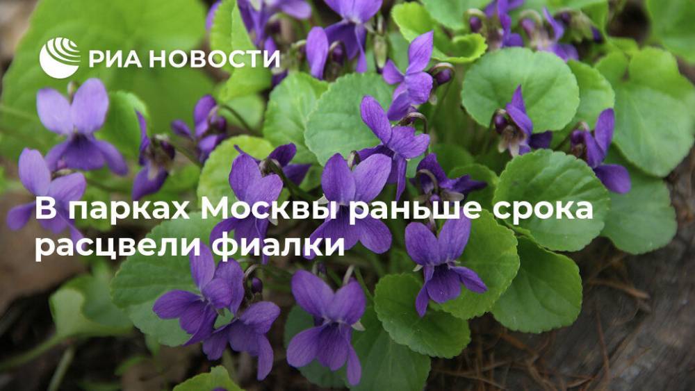 В парках Москвы раньше срока расцвели фиалки - ria.ru - Москва