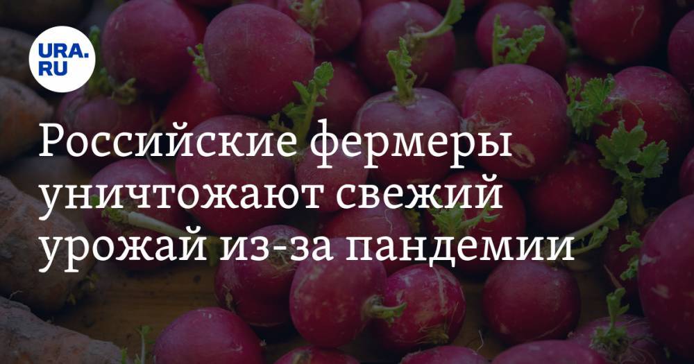 Российские фермеры уничтожают свежий урожай из-за пандемии - ura.news - Москва - Россия - Краснодарский край - Волгоград
