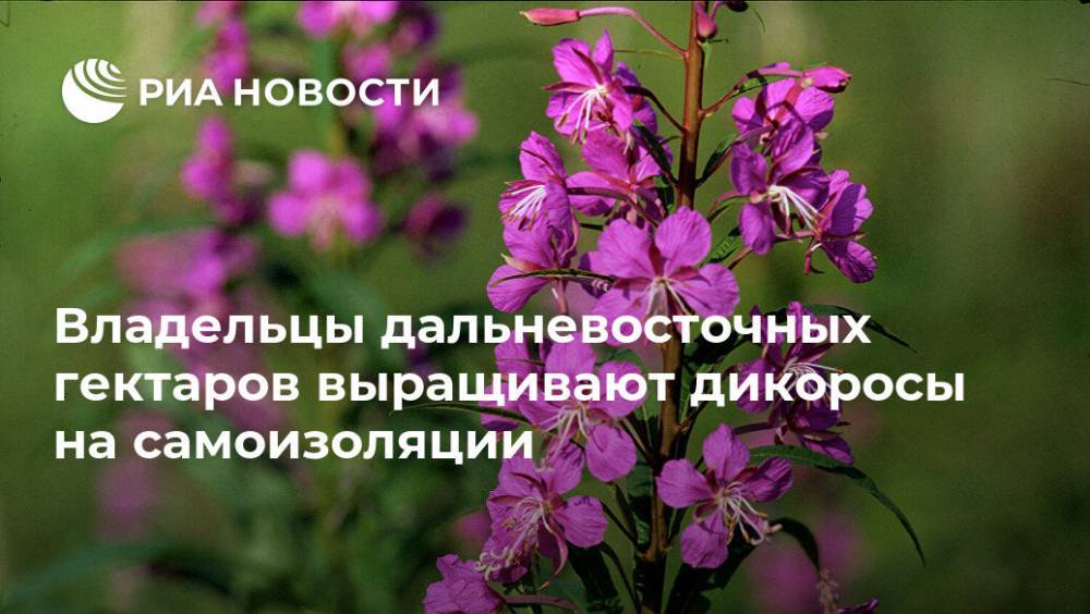 Владельцы дальневосточных гектаров выращивают дикоросы на самоизоляции - ria.ru - Москва - Приморье край - Владивосток