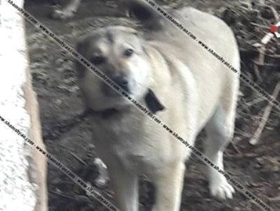 В Лорийской области 37-летний мужчина избил пожилую тещу, затем выпустил на нее собаку: женщина скончалась - news.am - Армения - Лорийская обл.