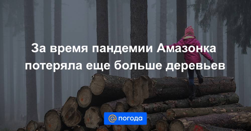 Анна Лысенко - За время пандемии Амазонка потеряла еще больше деревьев - news.mail.ru - Бразилия - Ливан