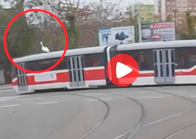 В Брно лебедь прокатился на крыше трамвая: видео - vinegret.cz - Чехия - Брно