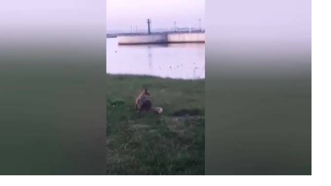 В Стрельне заметили лису - piter.tv - Санкт-Петербург