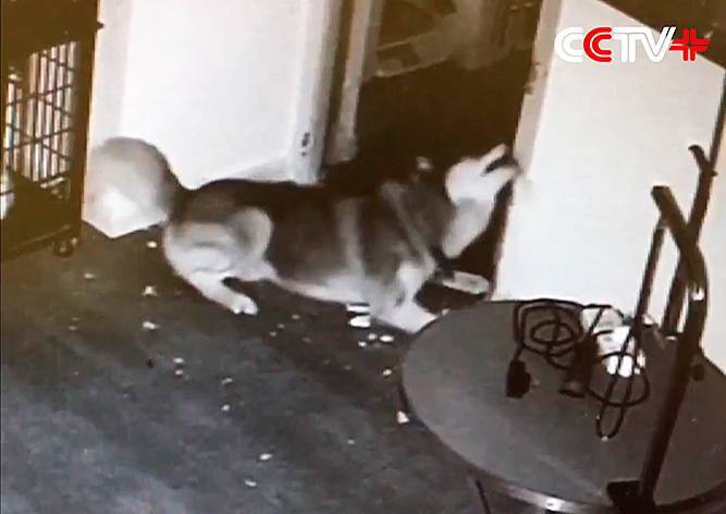 В Китае пес сбежал из клетки и освободил других собак: видео - vinegret.cz - Китай - Чехия - провинция Цзянсу