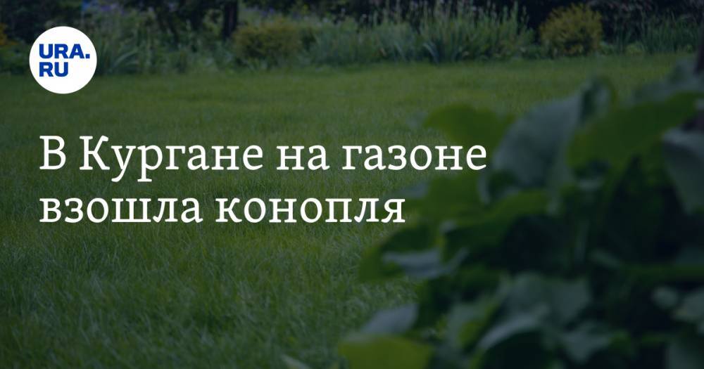 В Кургане на газоне взошла конопля - ura.news - Курган