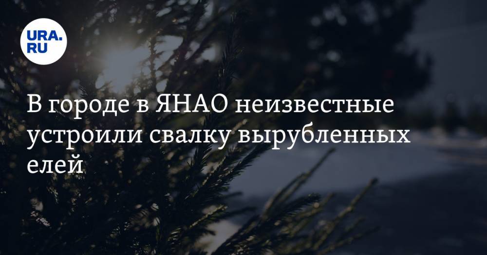 В городе в ЯНАО неизвестные устроили свалку вырубленных елей. ФОТО - ura.news - Ноябрьск - окр. Янао