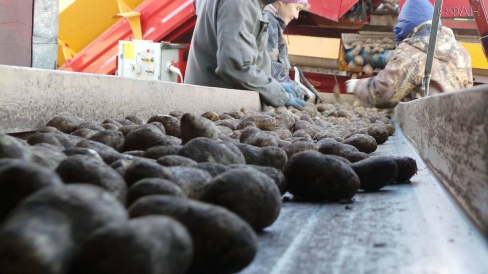 Евгений Голышкин - На Украине назвали «плевком в народ» покупку у ЕС предназначенного к утилизации картофеля - riafan.ru - Украина - Бельгия - Голландия
