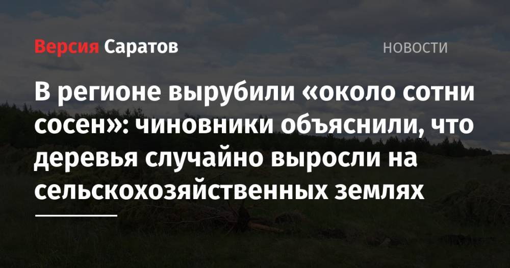 В регионе вырубили «около сотни сосен»: чиновники объяснили, что деревья случайно выросли на сельскохозяйственных землях - nversia.ru - Саратовская обл. - район Аткарский
