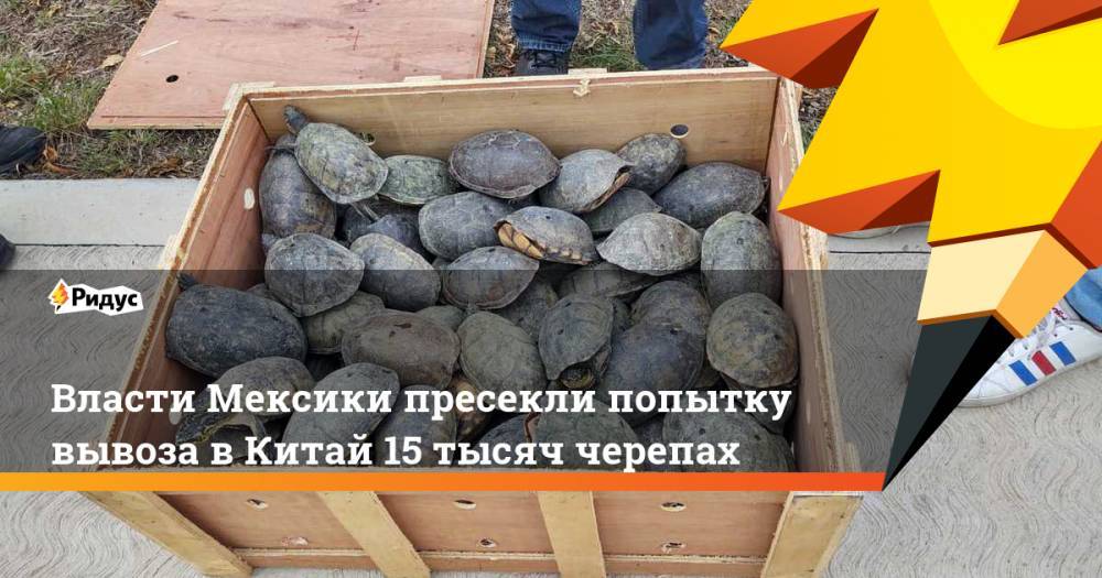 Власти Мексики пресекли попытку вывоза в Китай 15 тысяч черепах - ridus.ru - Китай - Мексика - Мехико