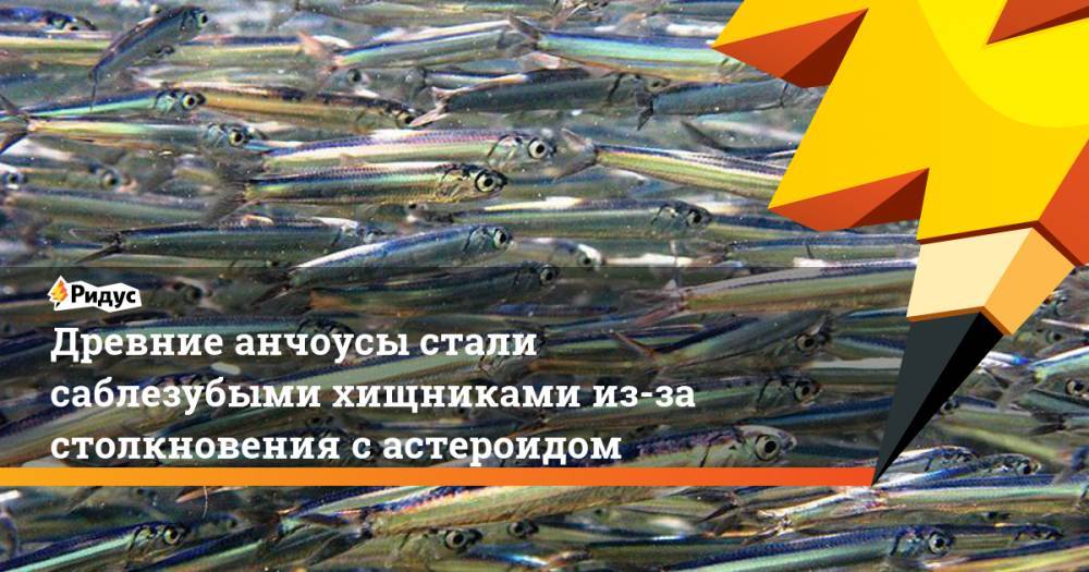 Древние анчоусы стали саблезубыми хищниками из-за столкновения с астероидом - ridus.ru