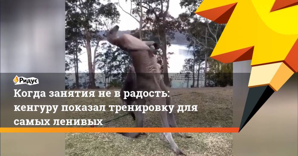Когда занятия не в радость: кенгуру показал тренировку для самых ленивых - ridus.ru