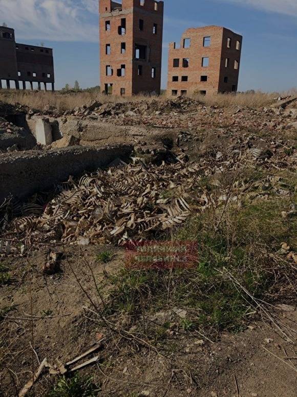 Наталья Мамаева - Прокуратура начала проверку информации о свалке коровьих скелетов в Еманжелинске - znak.com - Челябинская обл. - Челябинск - Еманжелинск