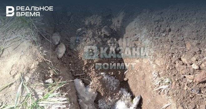 «Перед смертью трясло и скрутило»: В Казани активизировались догхантеры - realnoevremya.ru - Россия - Казань