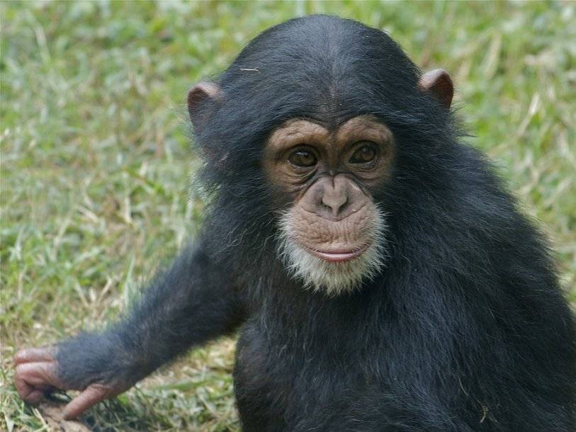 Кости шимпанзе, которую заставляли жить, как человек, доказали врожденность искривления фаланг у обезьян - polit.ru - шт. Калифорния - штат Нью-Мексико