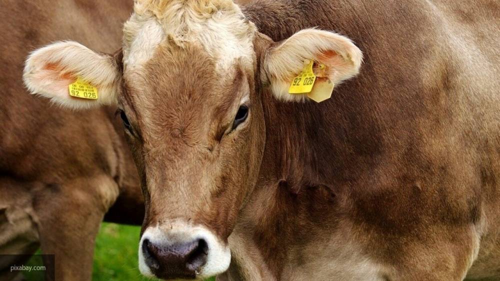 Sohu: качество продукции сельского хозяйства России не оставит США шансов на рынке Китая - nation-news.ru - Россия - Китай - США - Австралия - Бразилия - Канберра