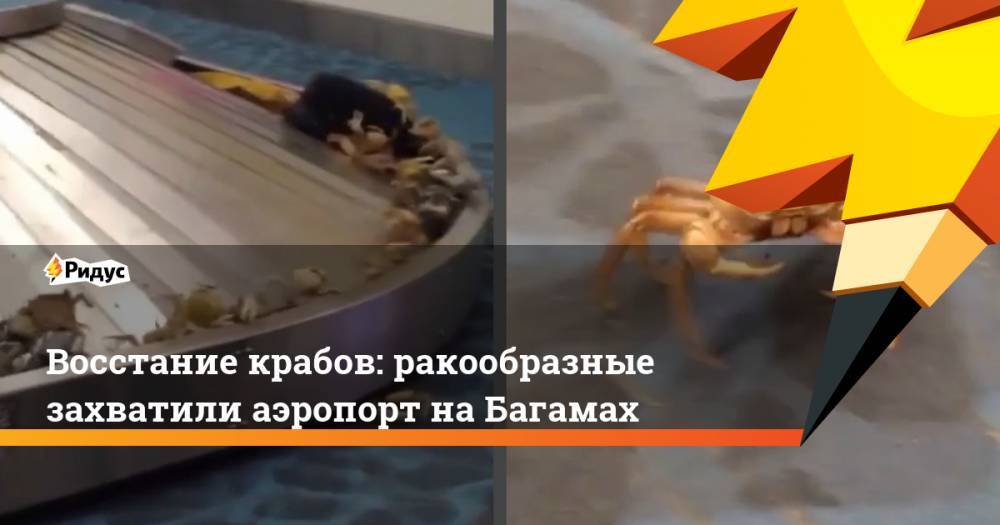 Восстание крабов: ракообразные захватили аэропорт на Багамах - ridus.ru - Багамы