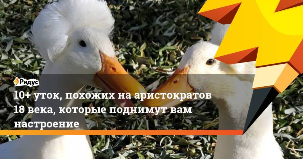 Джордж Вашингтон - 10+ уток, похожих на аристократов 18 века, которые поднимут вам настроение - ridus.ru - Вашингтон