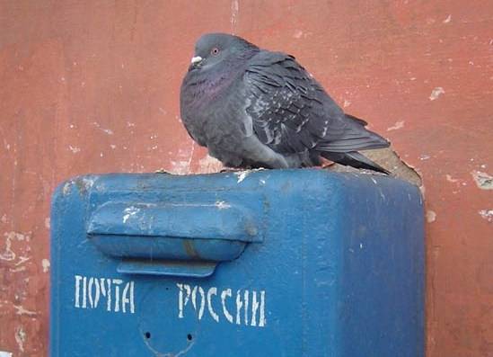 "Законодательное мошенничество": "Единая Россия" провела в Госдуме закон о голосовании по почте - nakanune.ru - Россия