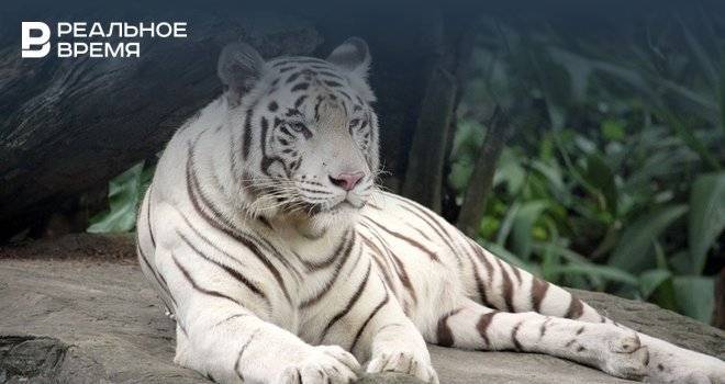 В Альметьевске белая бенгальская тигрица Майя родила троих тигрят - realnoevremya.ru - Альметьевск