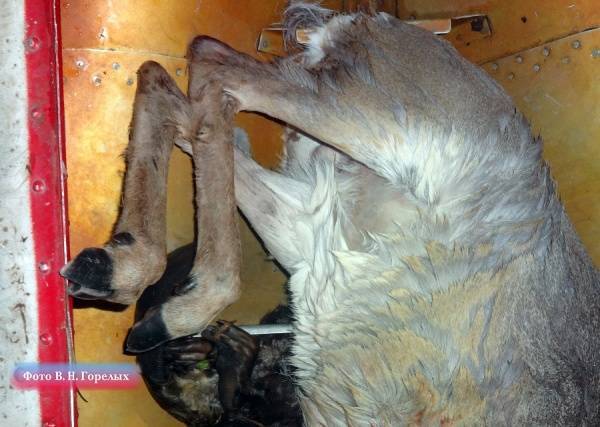 На Среднем Урале задержали браконьера, застрелившего косулю и бобра - nakanune.ru - Запрет