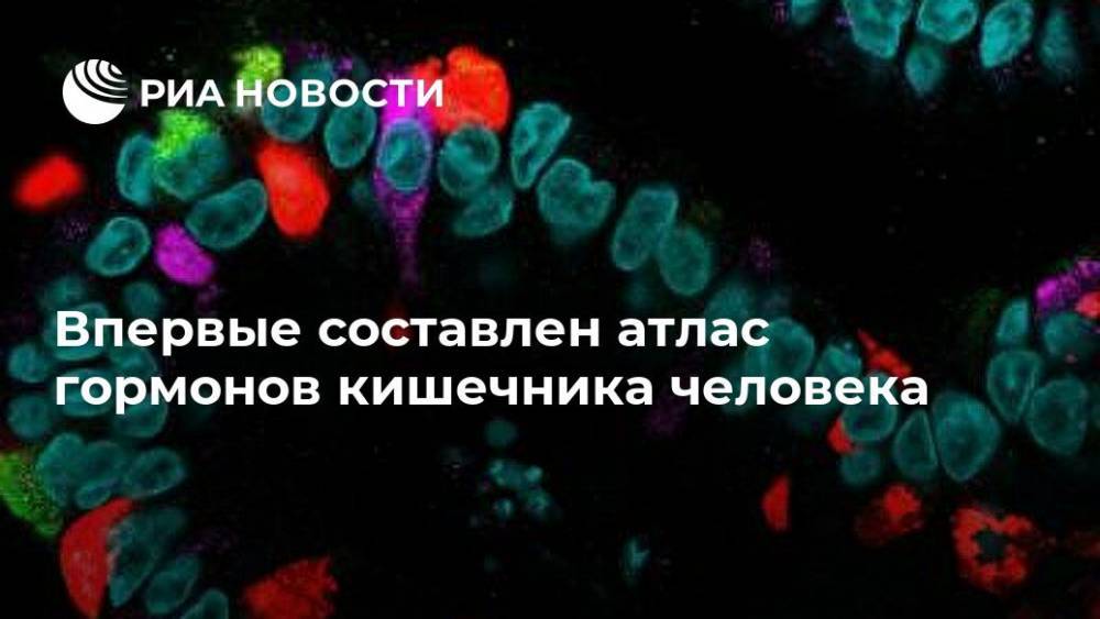 Впервые составлен атлас гормонов кишечника человека - ria.ru - Москва