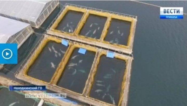 Дмитрий Лисицын - Суд наложил арест на продажу шести моржей из "китовой тюрьмы" в Приморье - vesti.ru - Россия - Китай - Новосибирск - Приморье край
