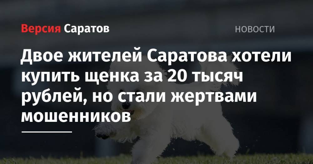 Двое жителей Саратова хотели купить щенка за 20 тысяч рублей, но стали жертвами мошенников - nversia.ru - Саратов