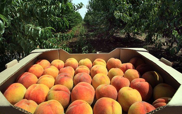 Георгий Гахария - Гахария: Грузия должна производить продукты в нужном количестве - sputnik-georgia.ru - Грузия - Тбилиси