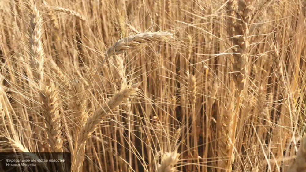 КНДР получит от России 25 тысяч тонн зерна в качестве гуманитарной помощи - polit.info - Россия - США - КНДР - Пхеньян