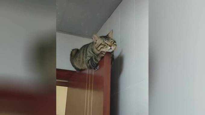 Видео: уставший от детей кот самоизолировался на двери - piter.tv